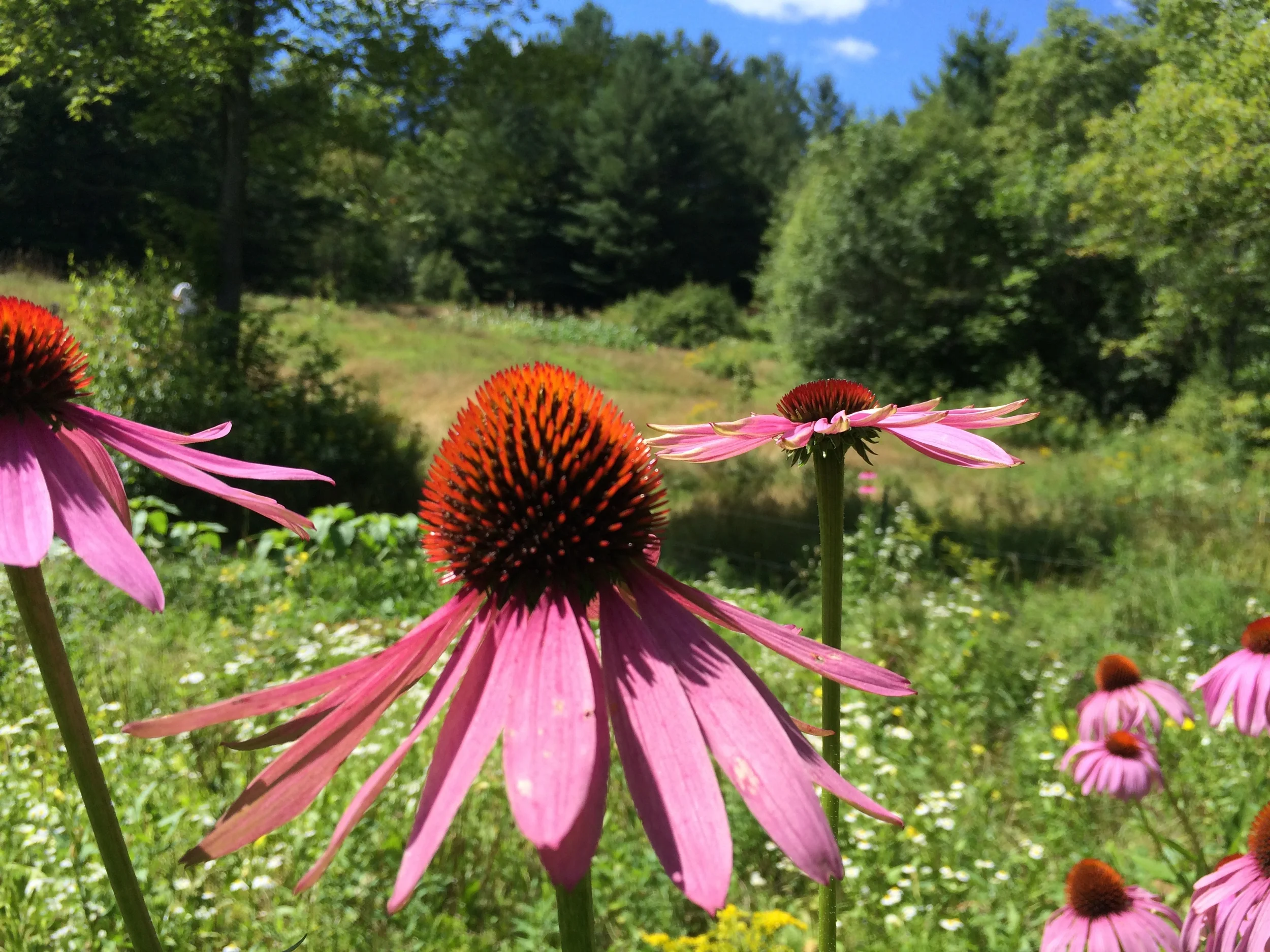 Echinacea