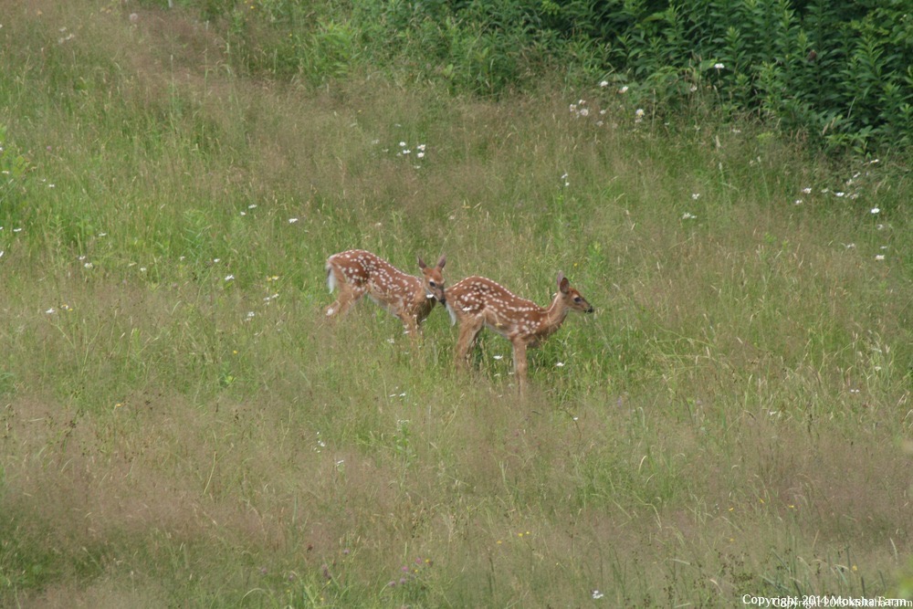 fawns.JPG