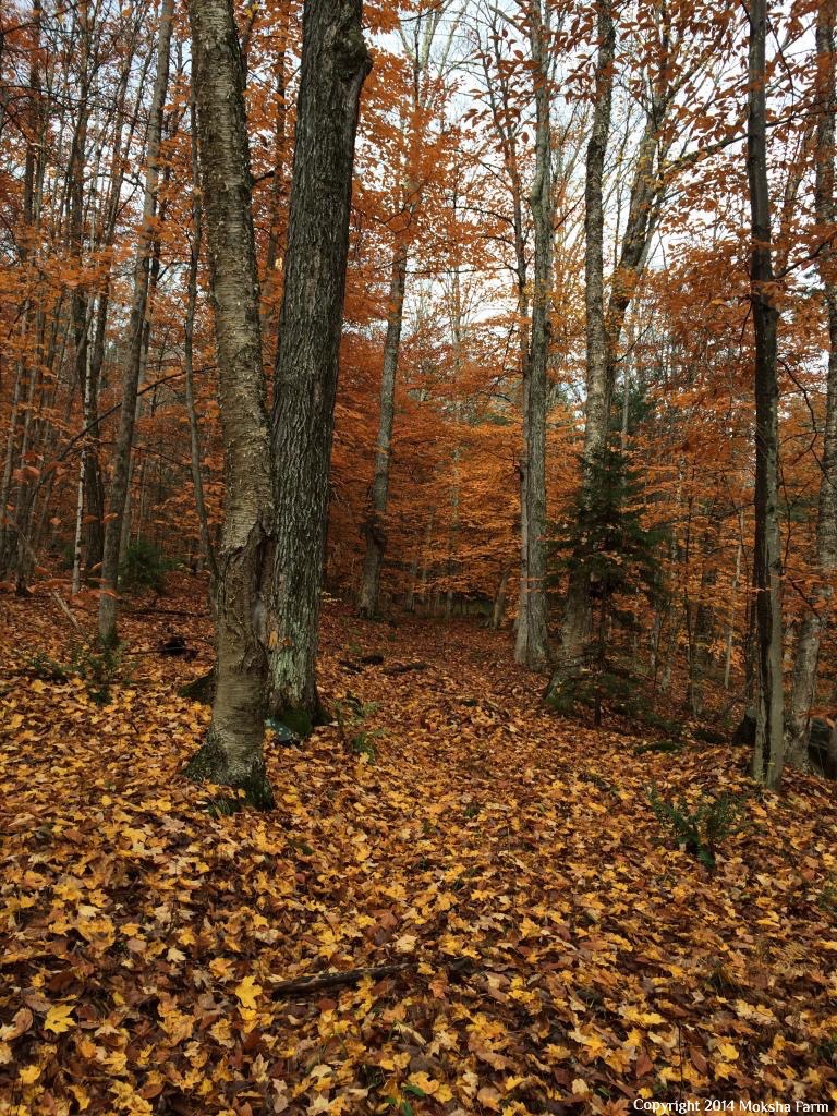 woods.jpg