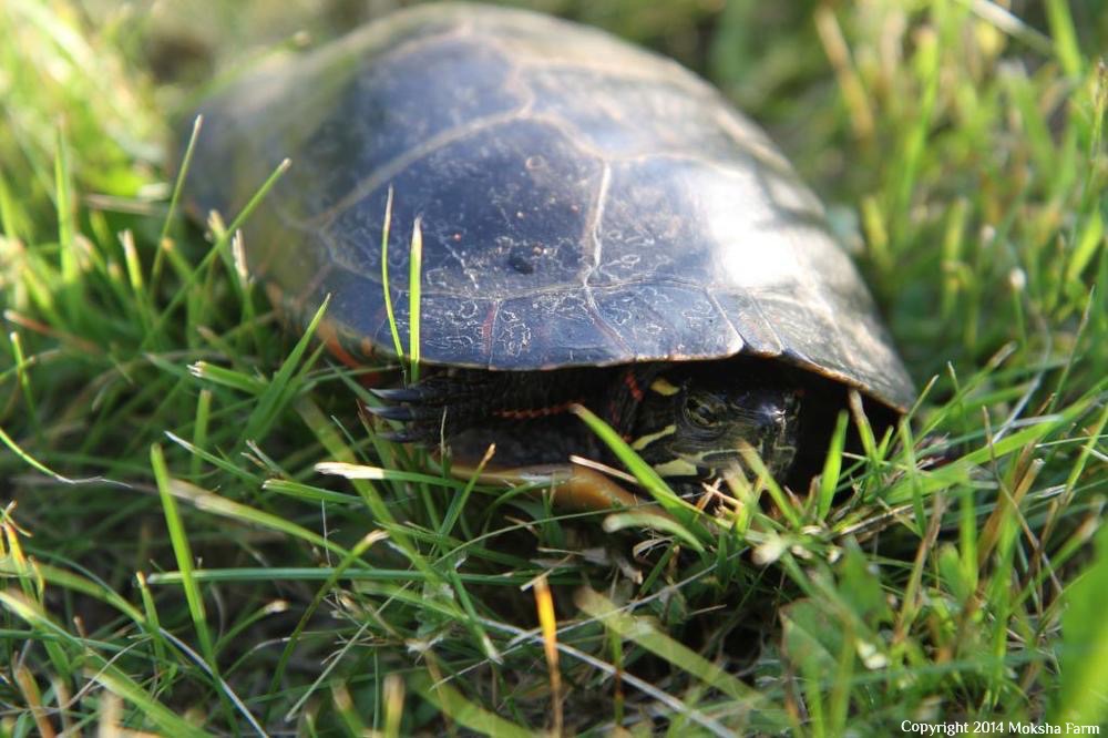 turtle.jpg