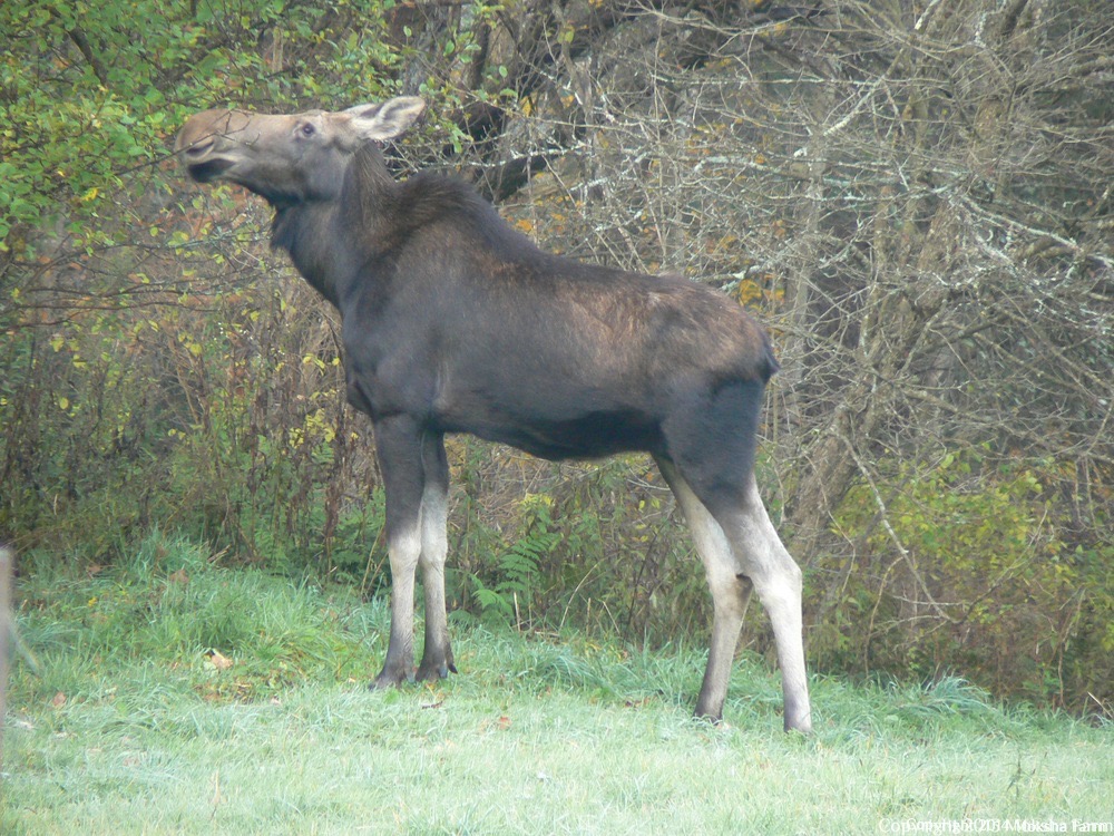 moose.jpg