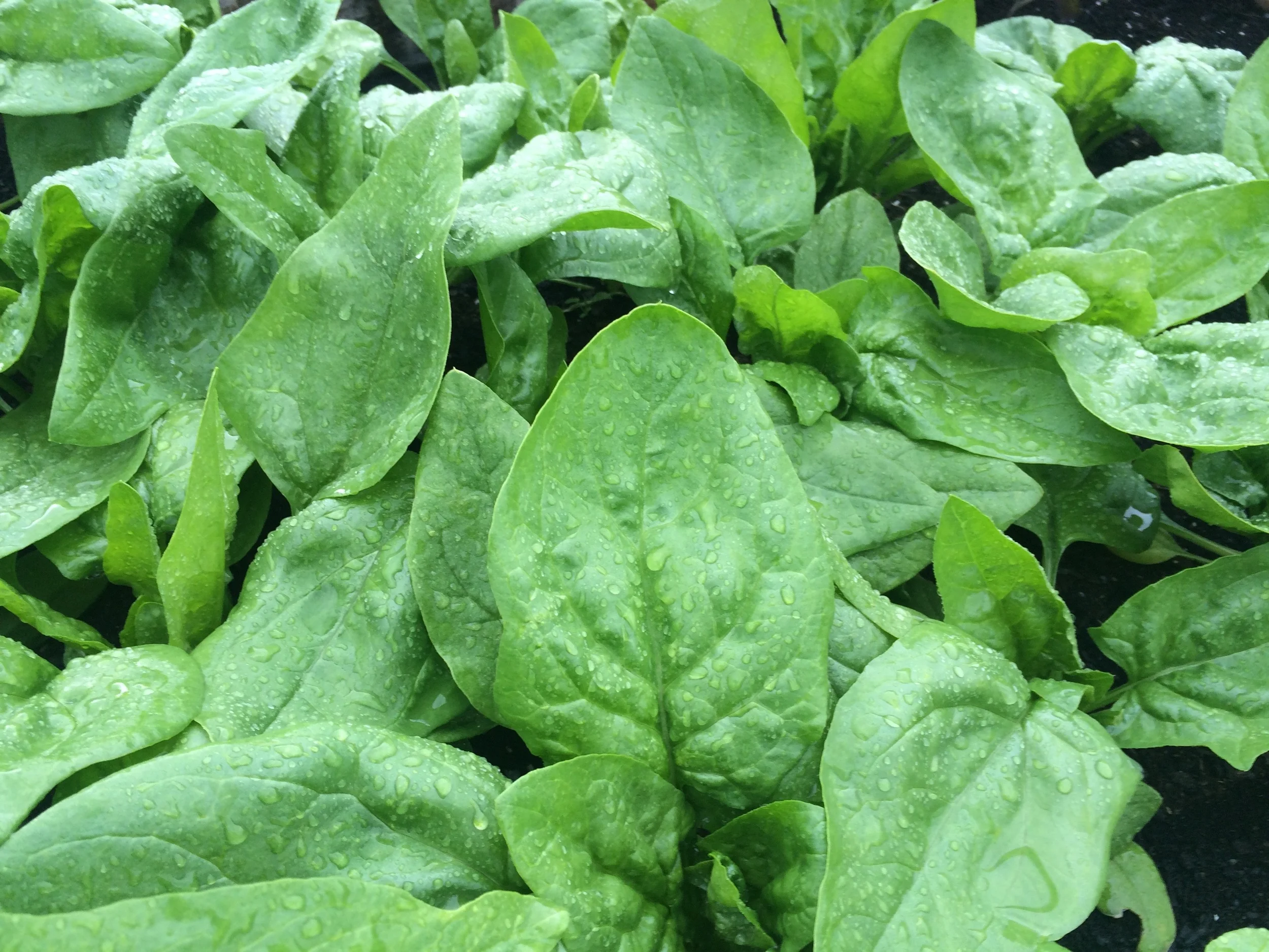 This year's crop of spinach