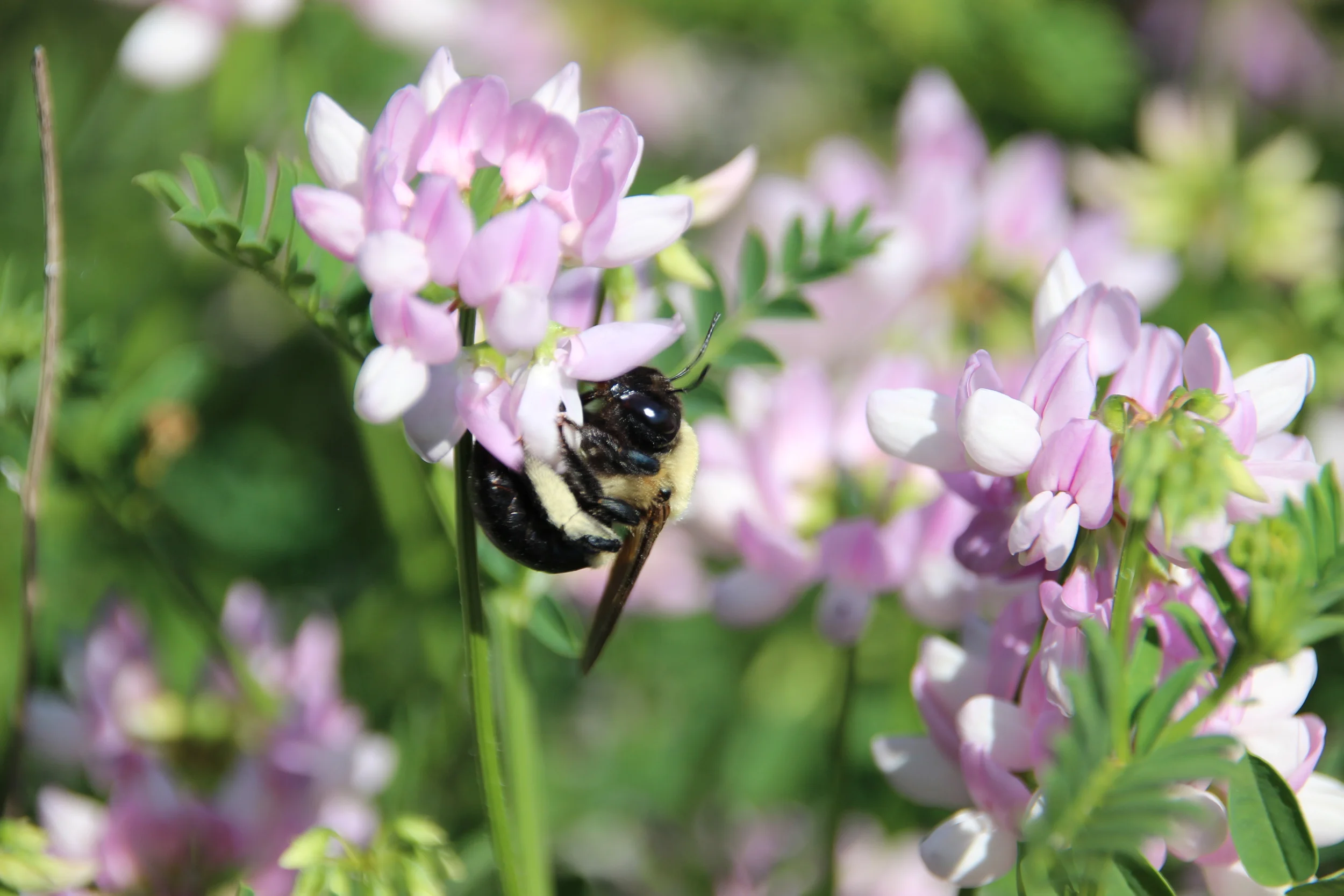 Amazing picture of a bee on a flower
