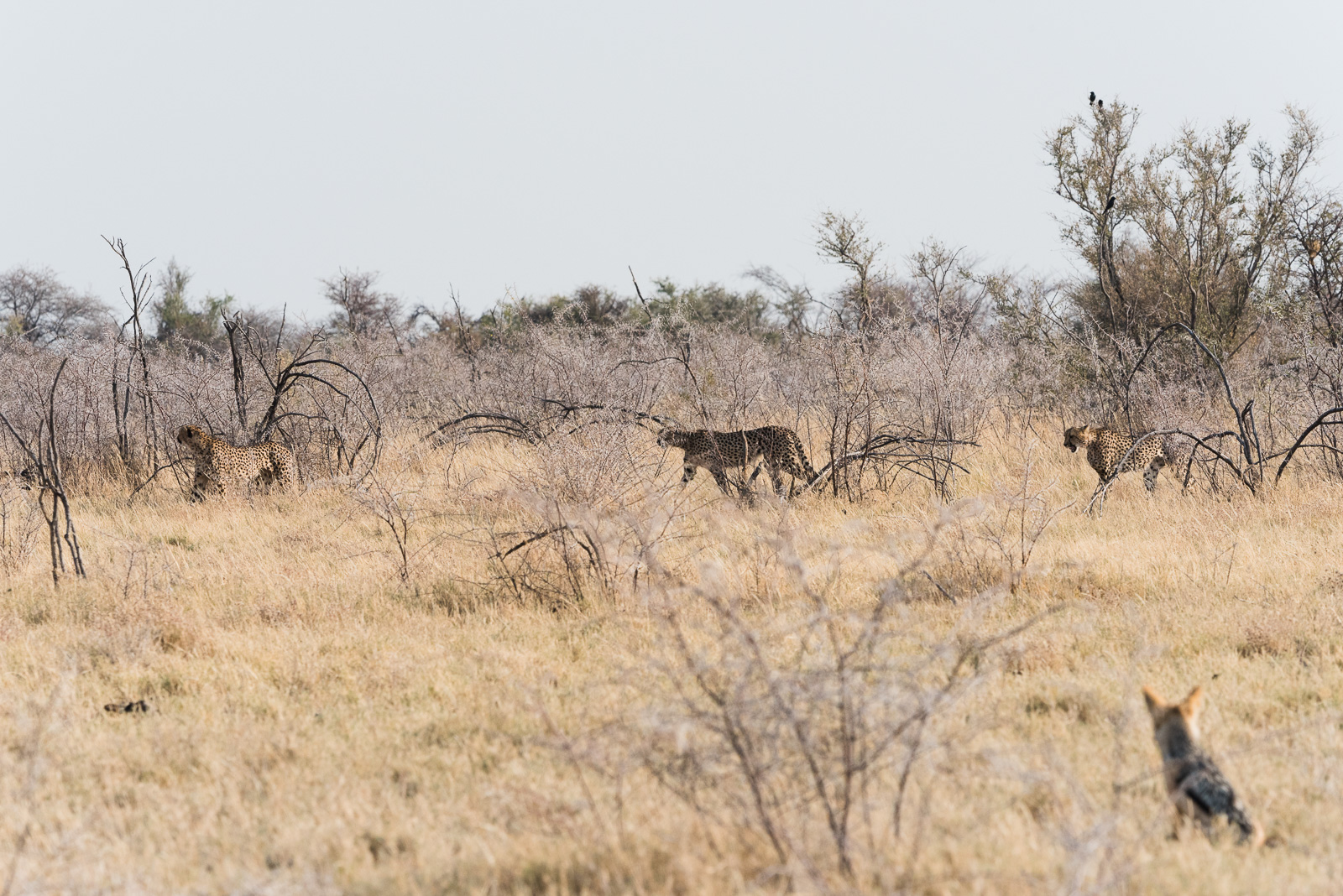 Coalition of three male cheetahs stalking prey as young jackal watches from a safe distance