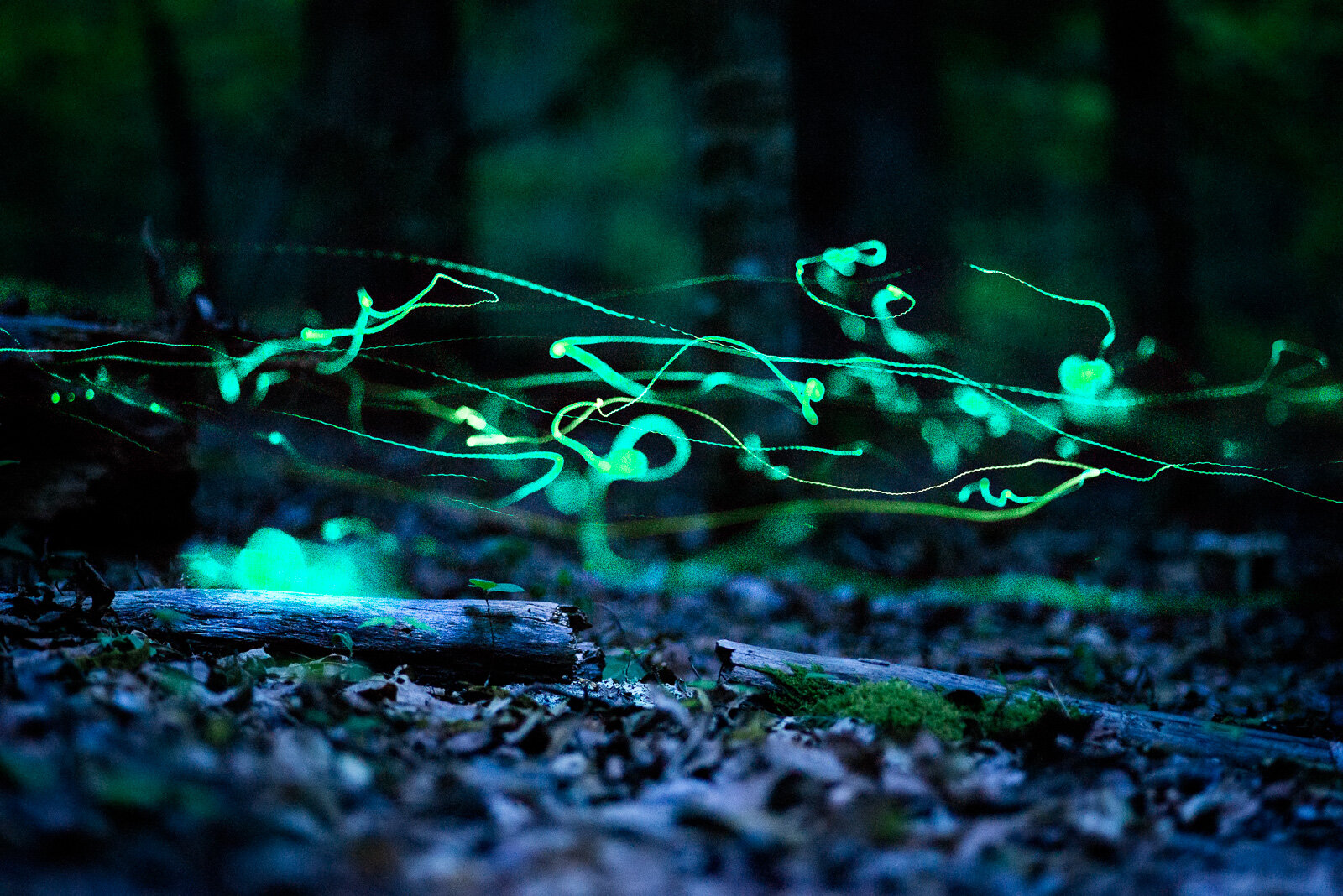 Blue Ghost Fireflies Western North Carolina — Travel and Wildlife