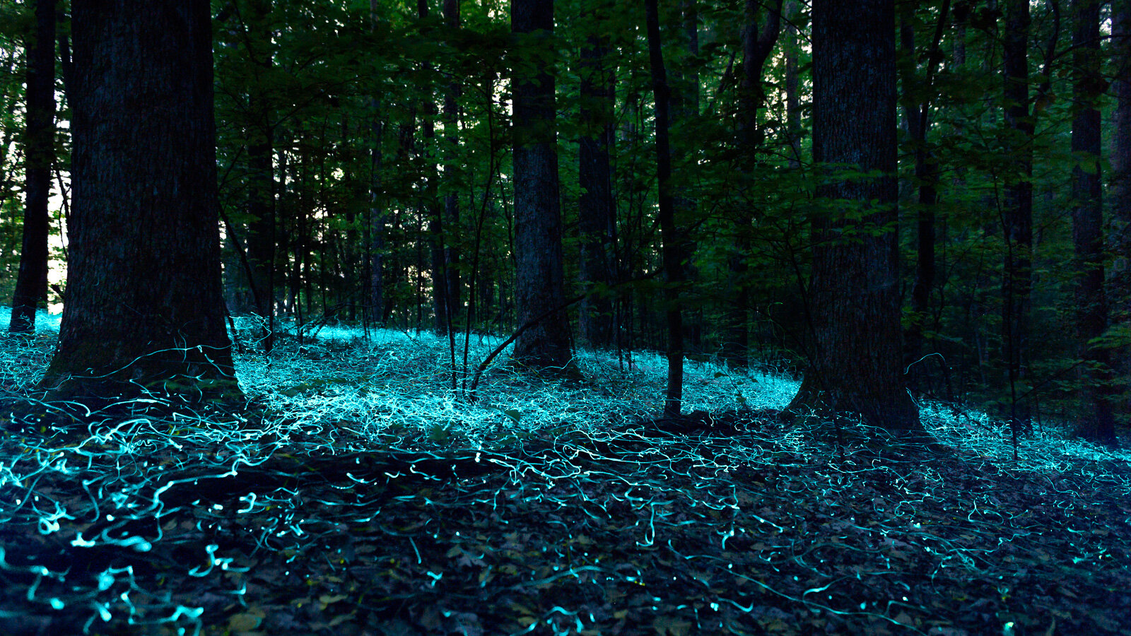 Blue Ghost Fireflies Western North Carolina — Travel and Wildlife ...