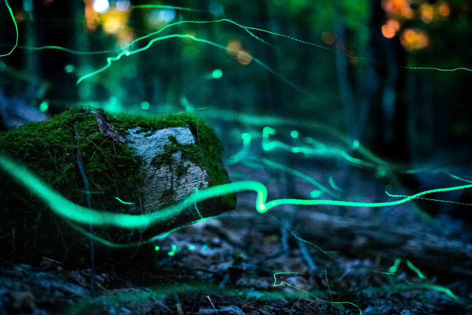 Blue Ghost Fireflies Western North Carolina — Travel and Wildlife  Photographer