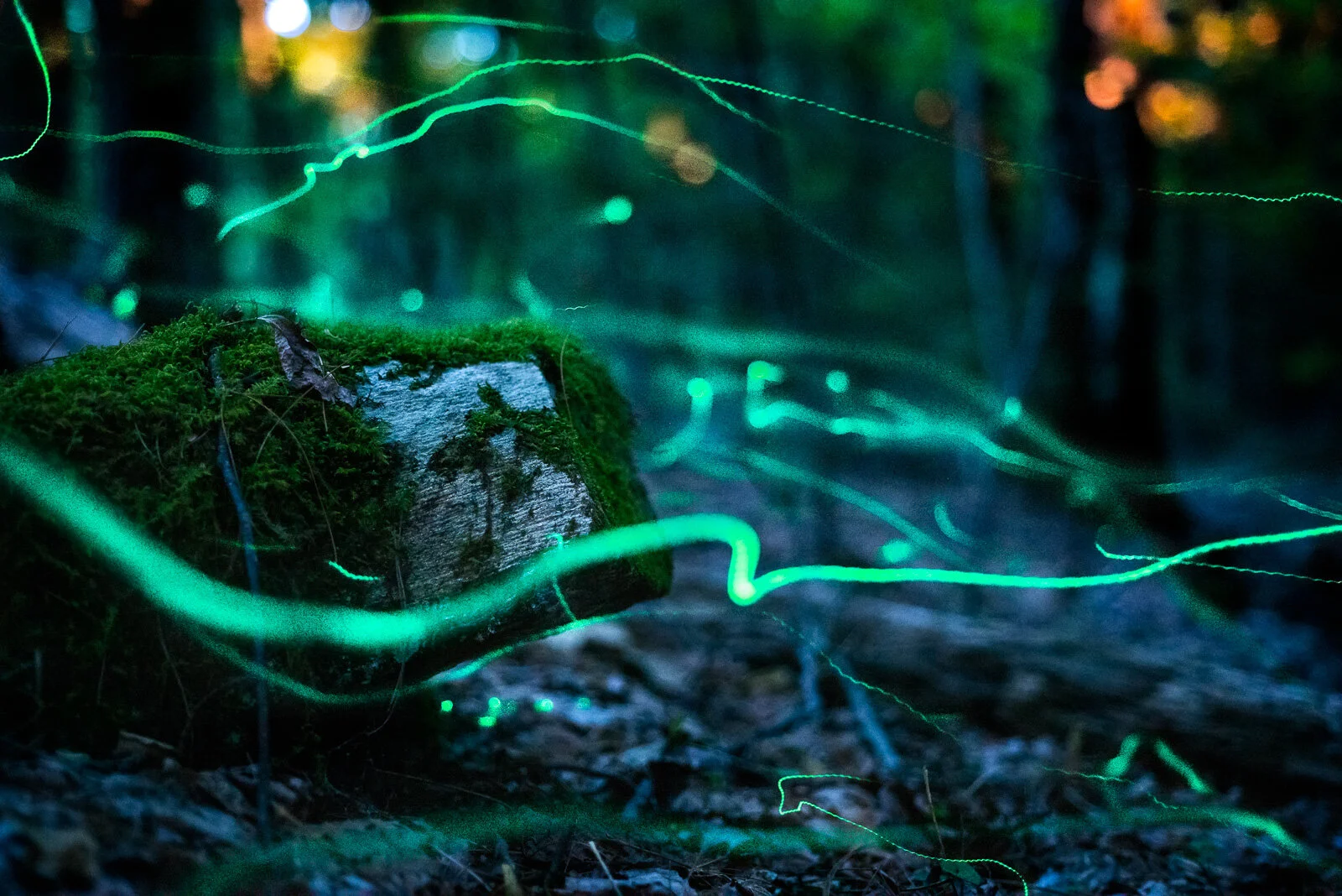 Firefly Photo Gallery — Travel and Wildlife Photographer | Bobby Bradley