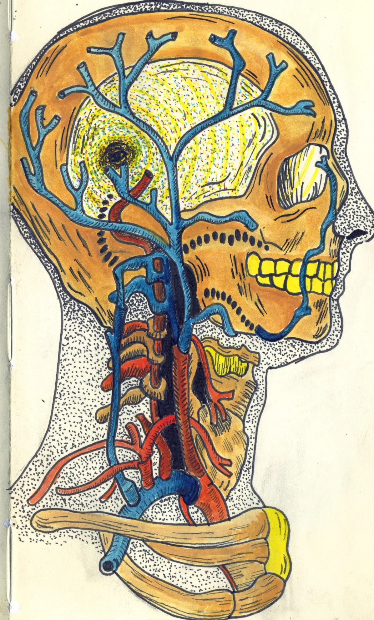 pineal.jpeg