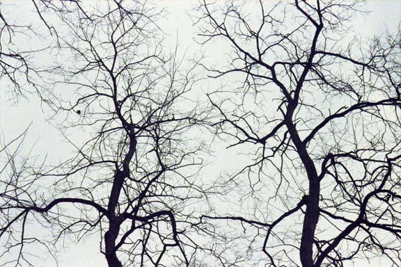 Image29.jpg