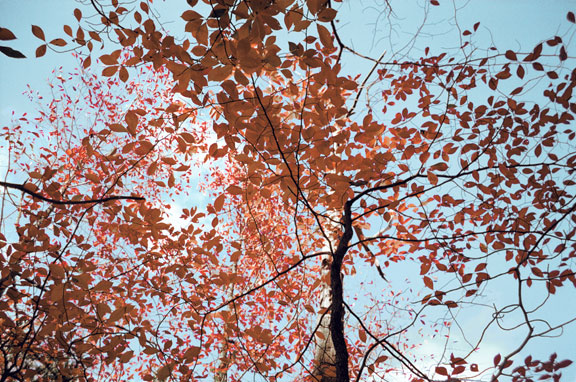 Image36.jpg
