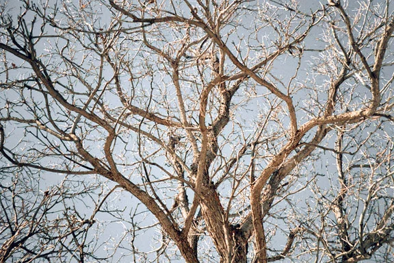 Image78.jpg