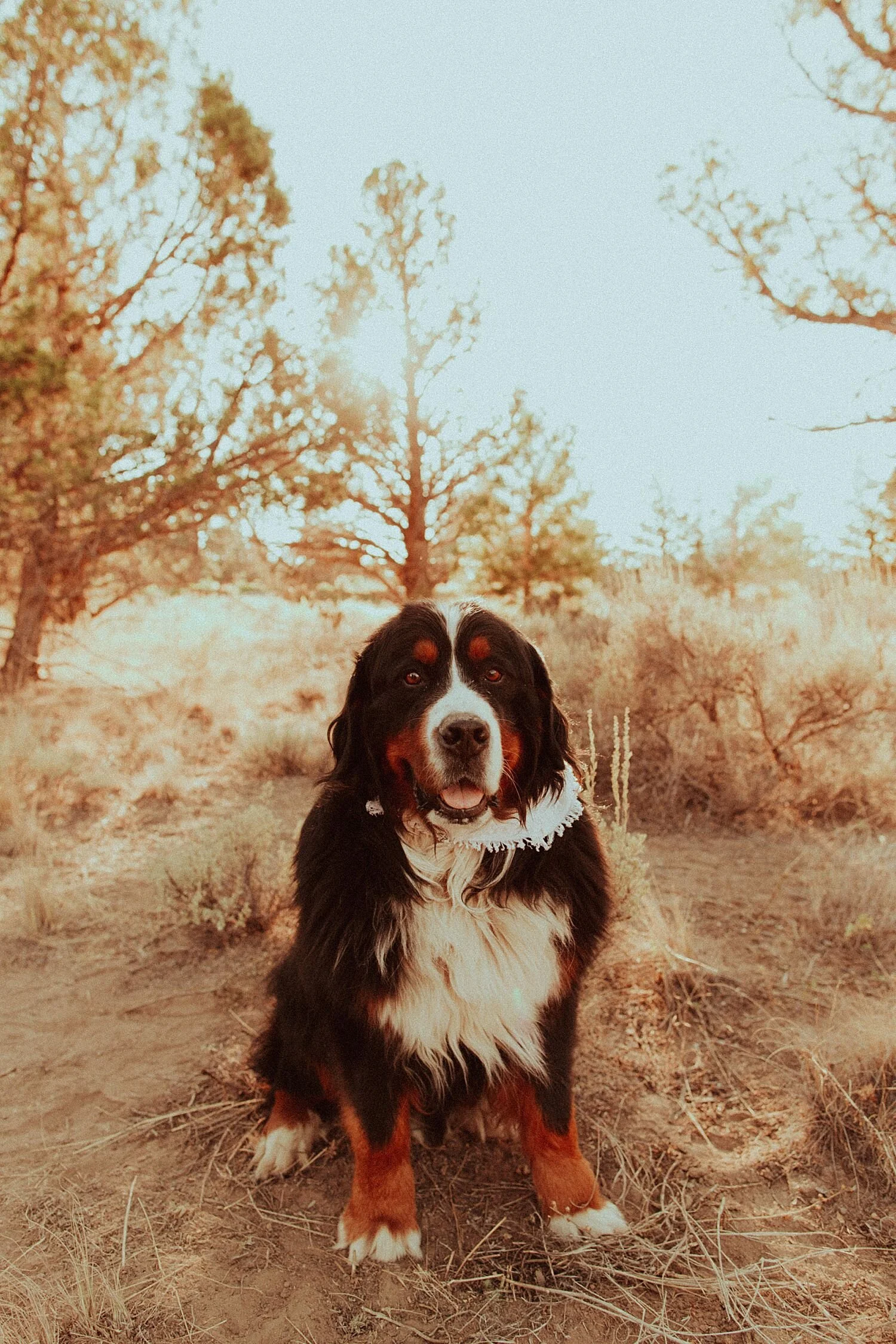 Bend Backyard Tiny Wedding // Bend, OR // Sarah & Clark — Oregon