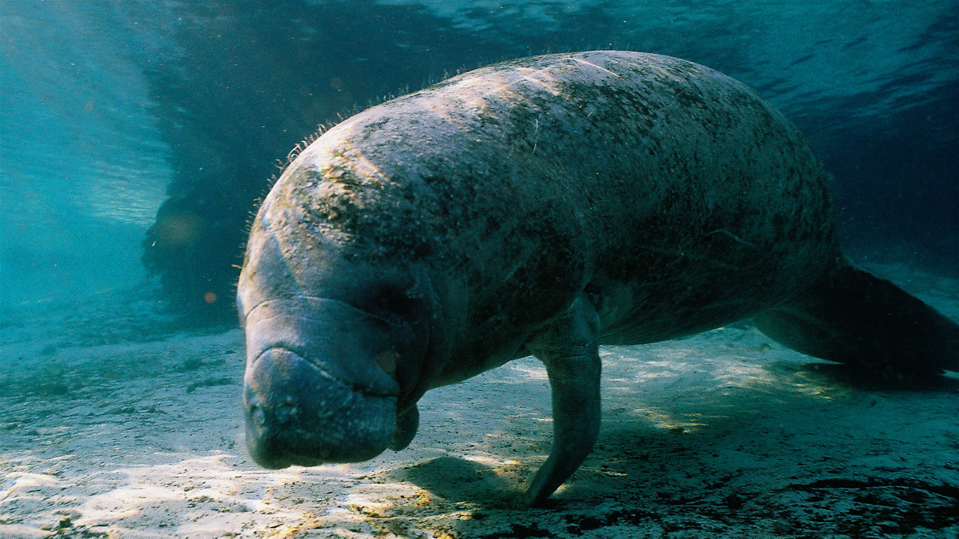 Florida Manatee