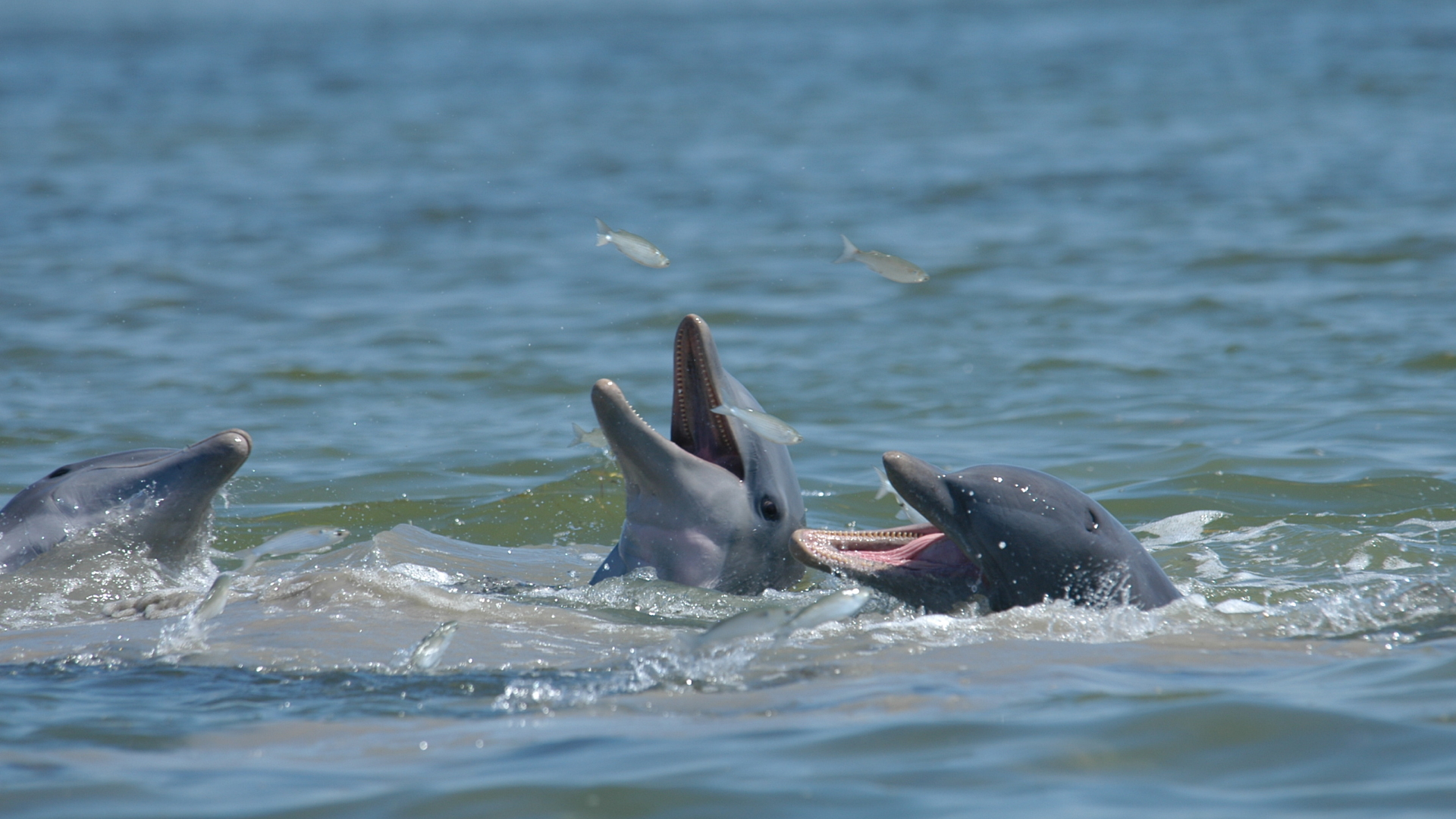 Dolphins Mud-Ring Feeding