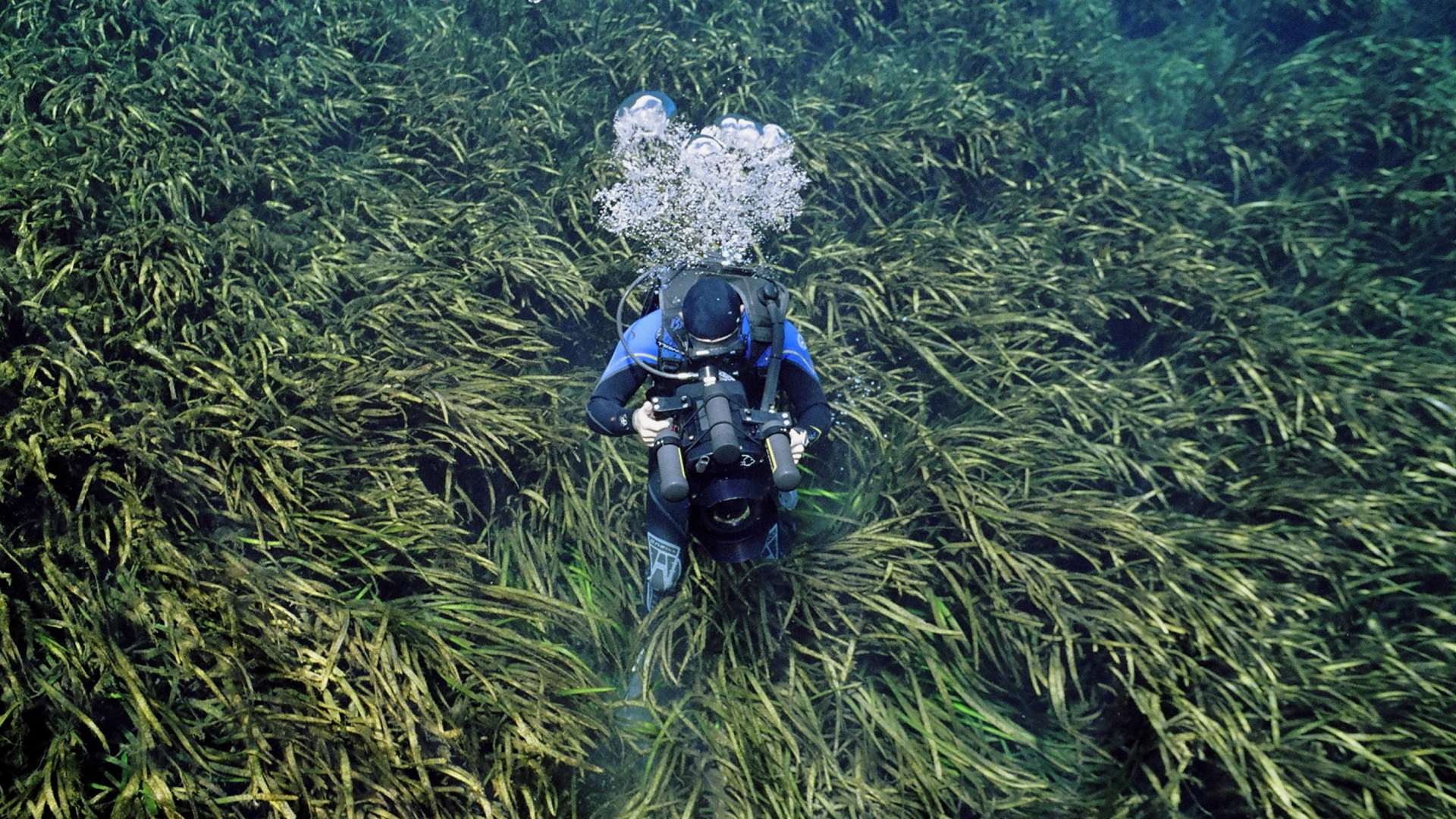 Under Water Eel Grass