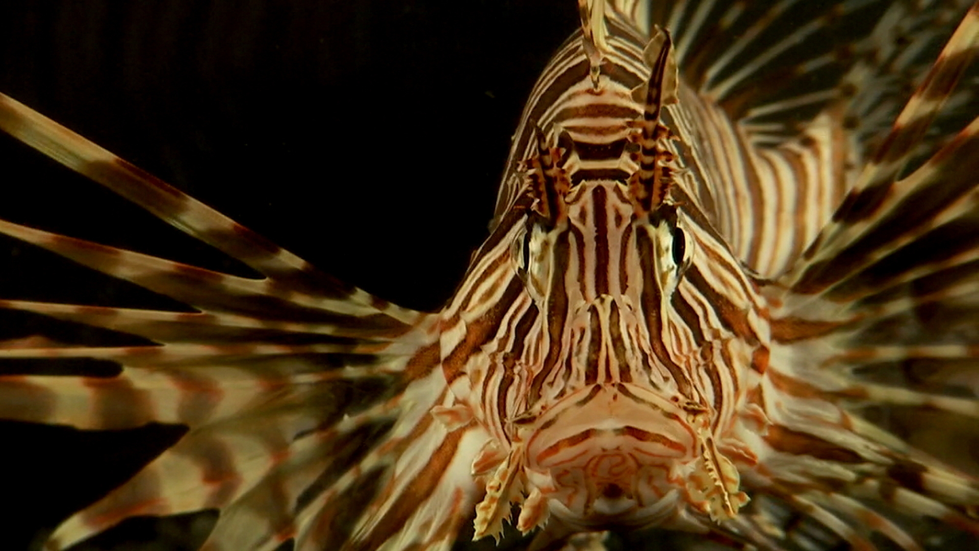 Lionfish