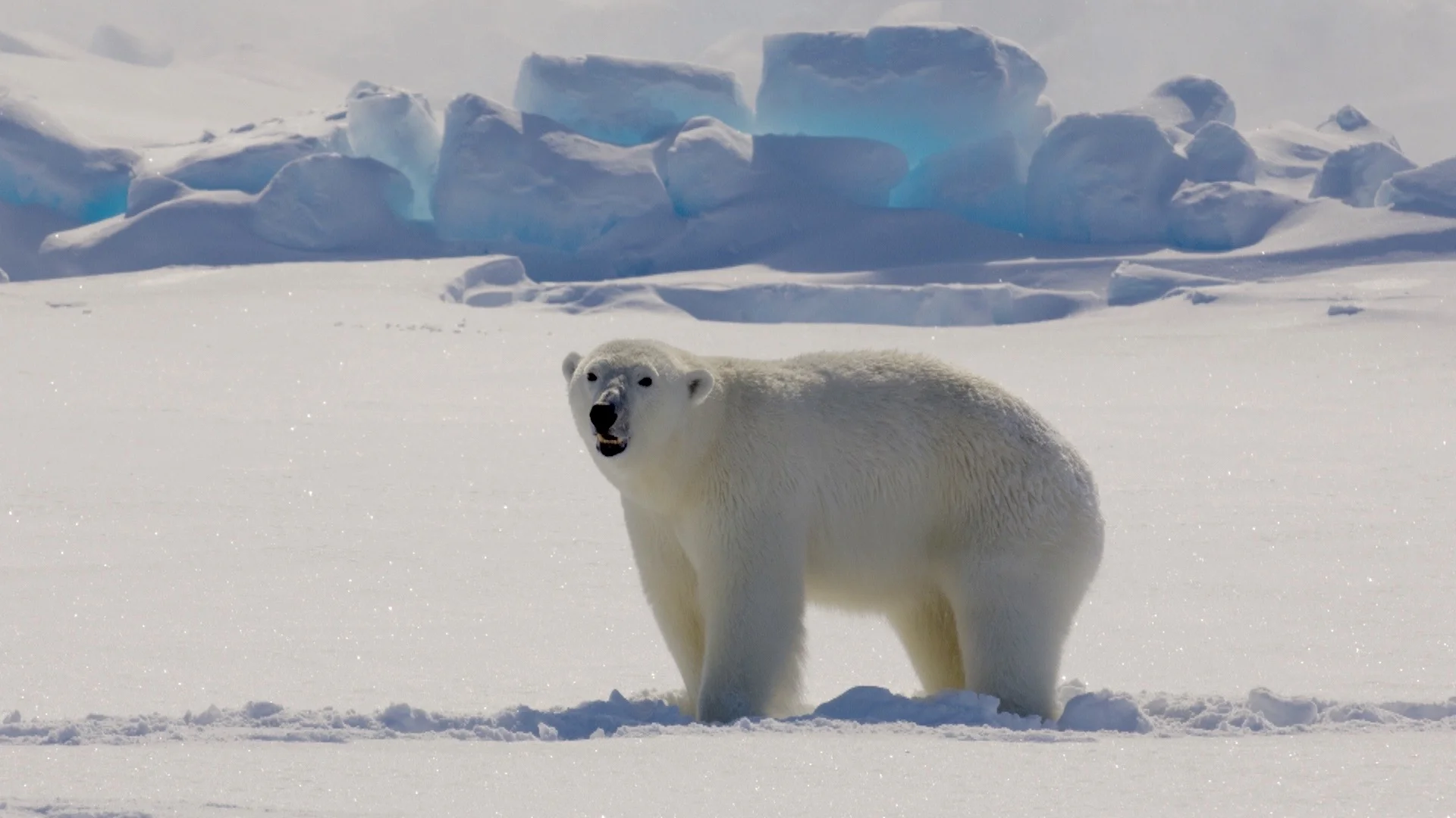 Premiere of "Polar Bears Unplugged"
