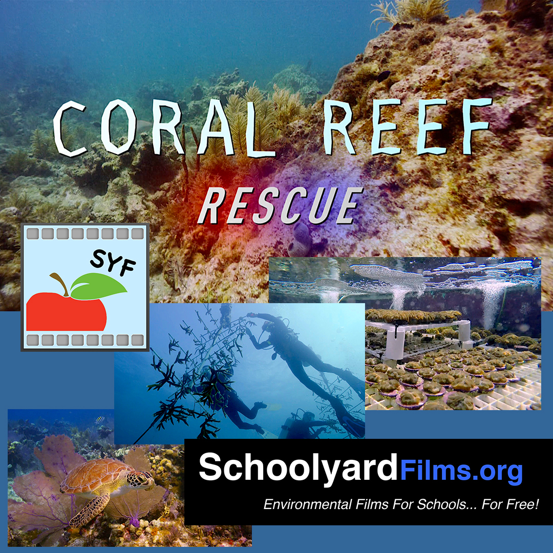 Films and Study Guides — Schoolyard Films