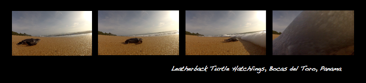 TurtleSurf4Sm.png
