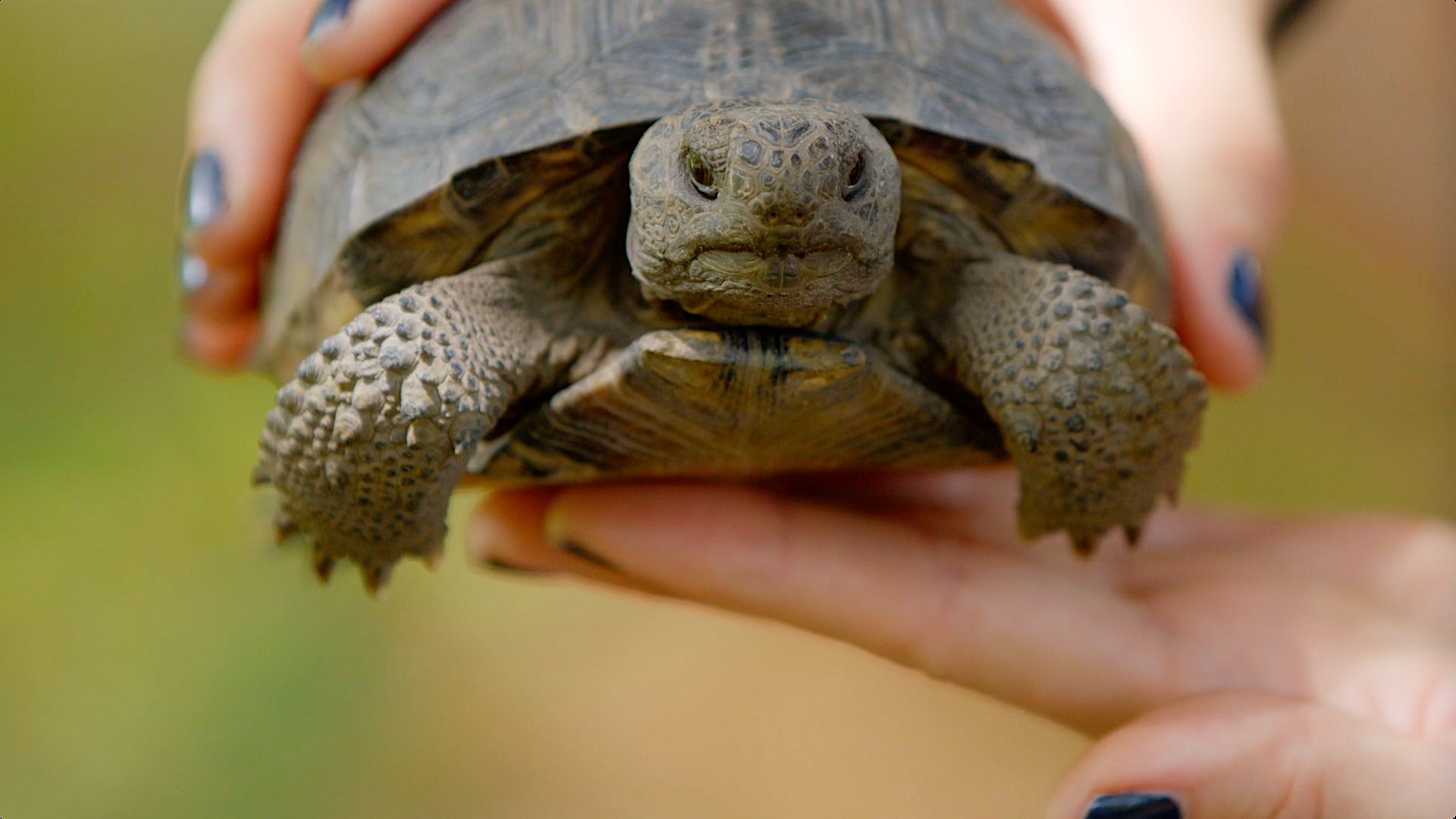 5 Gopher Tortoise GT Small 2 1080x.jpg