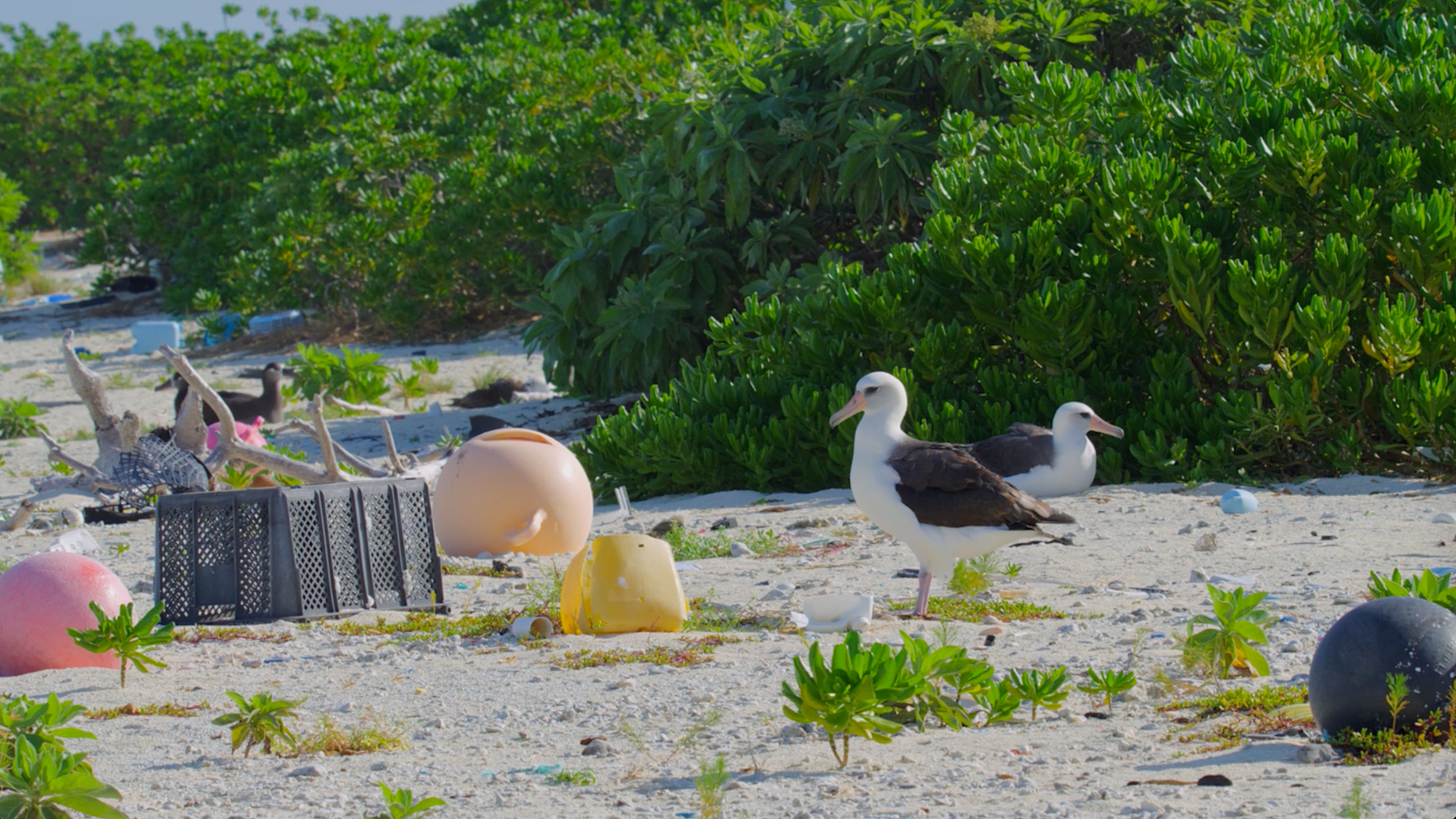 Pacific Plastic 8 Debris Beach Birds 1080x.png