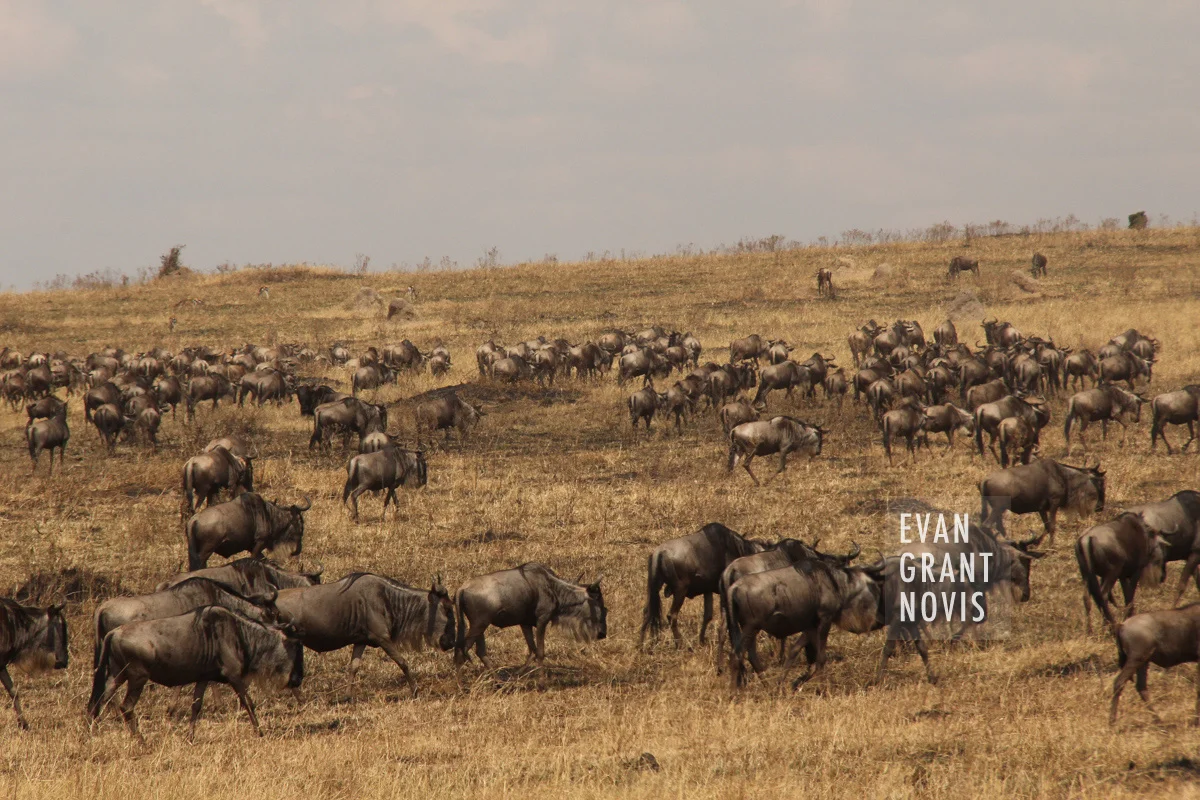 Masai Mara