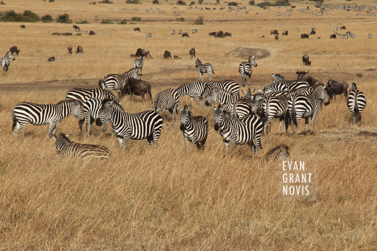 Masai Mara