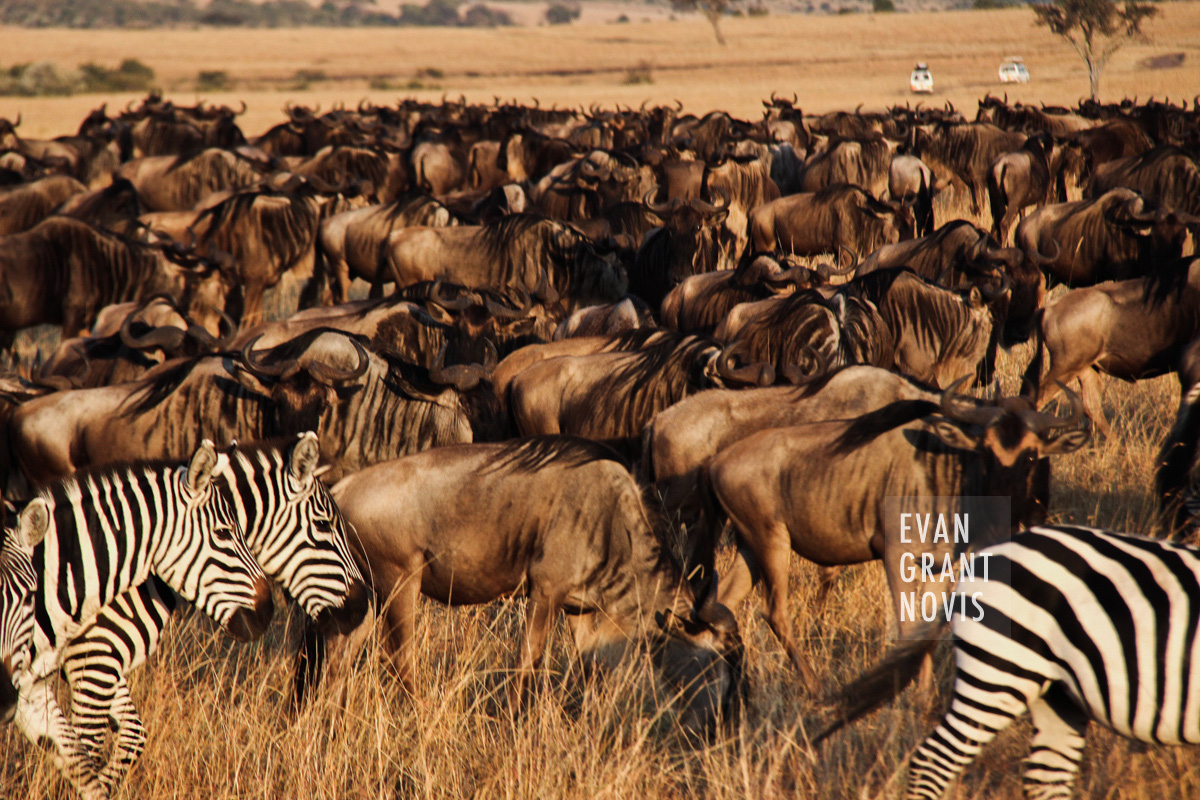 Masai Mara