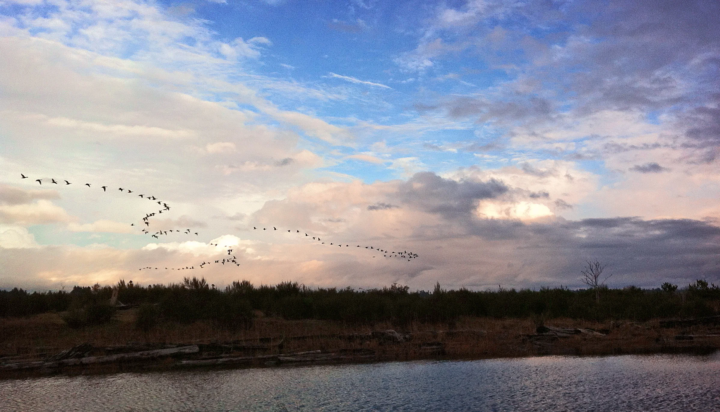 iona geese in flight.jpg