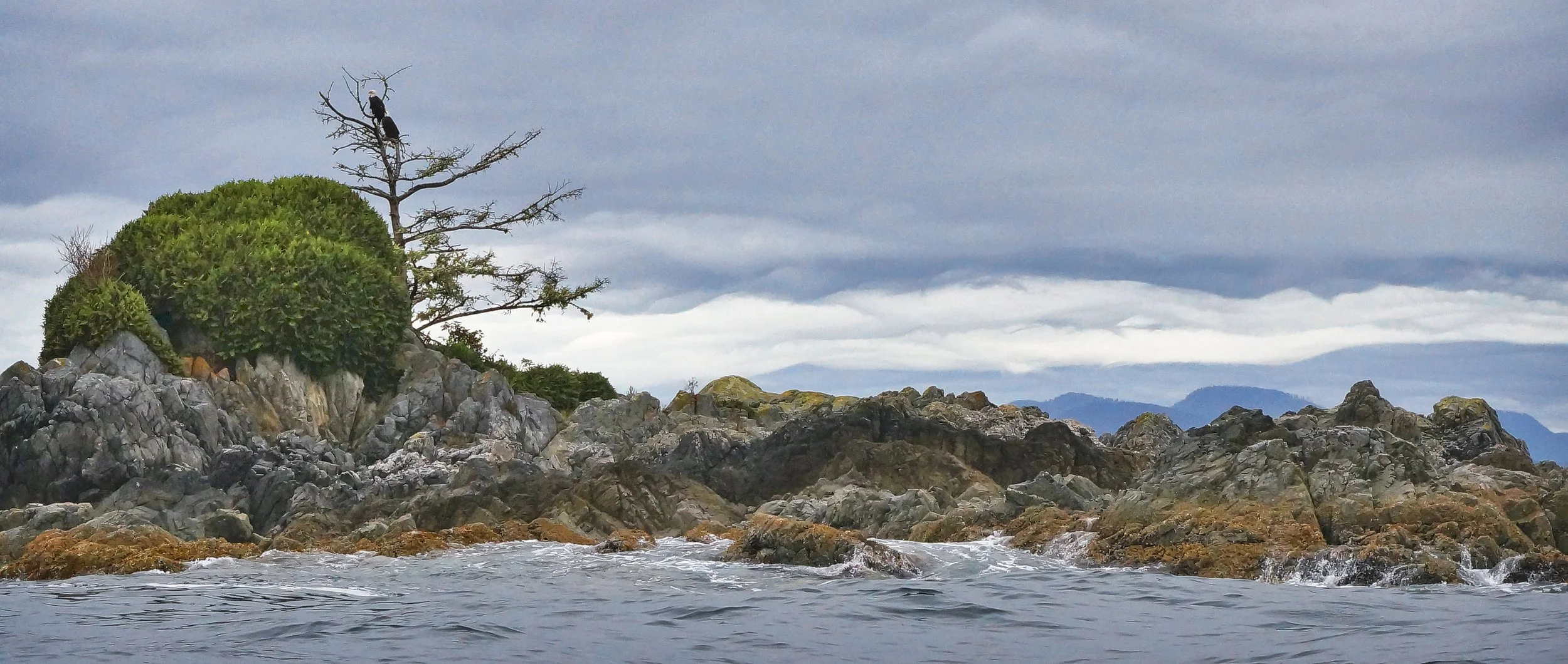 broken islands eagles.jpg