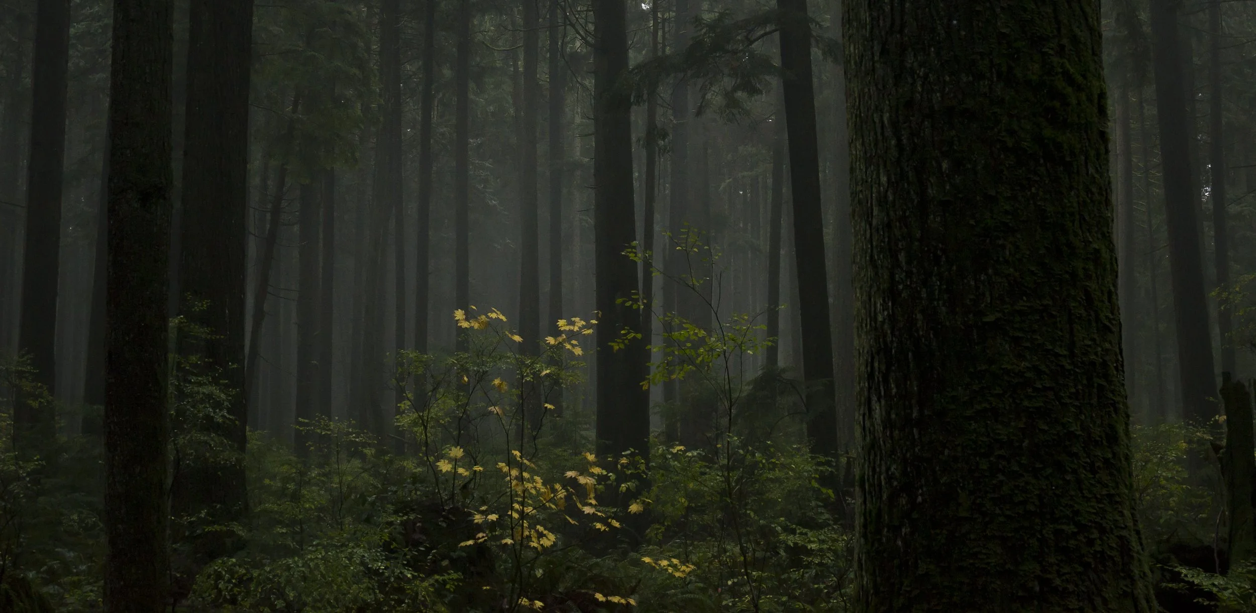 _DSC0489 ms edit.jpg