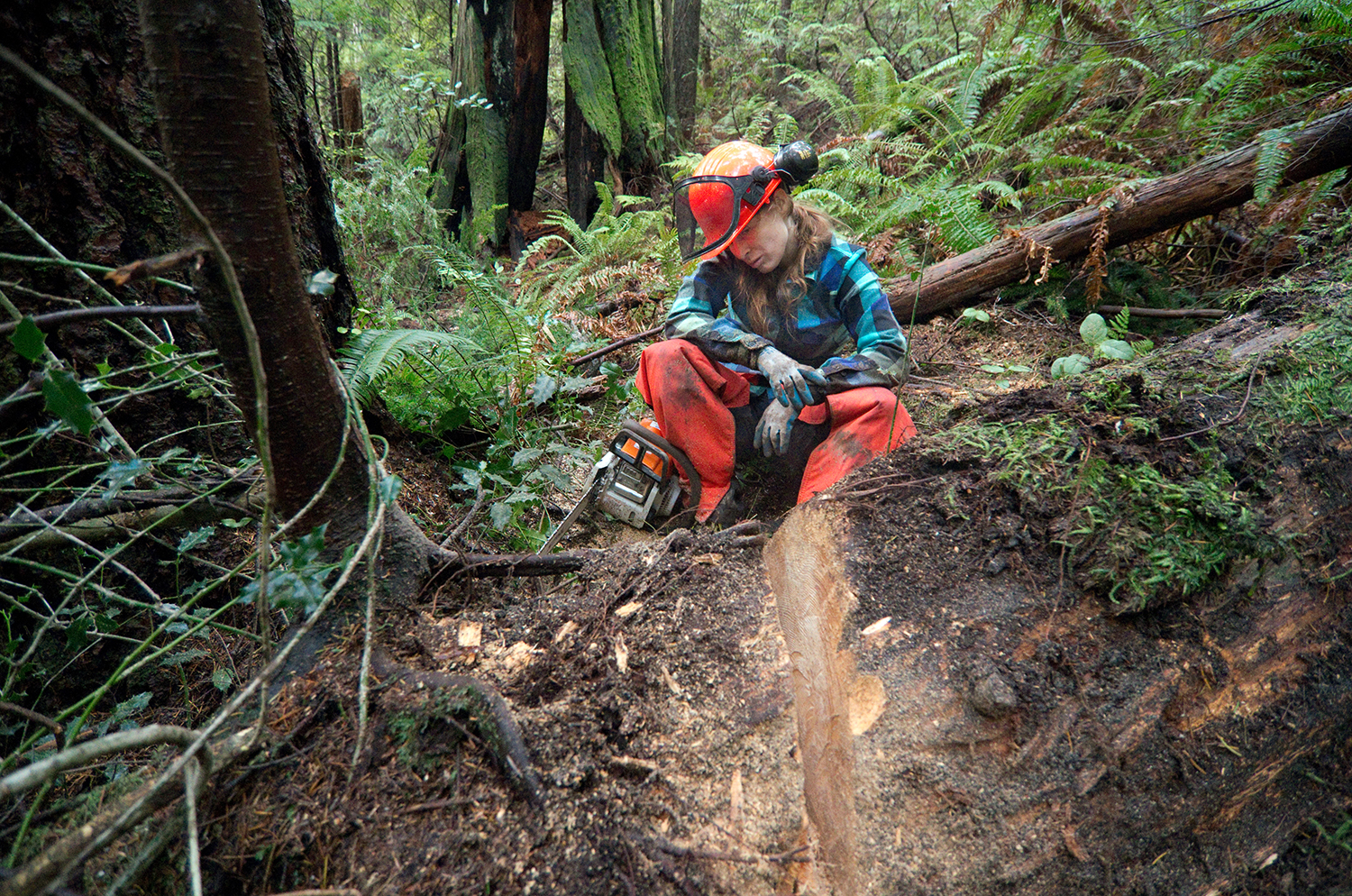   Penny taking a break while cutting a fallen log. The chainsaw blade became dull quickly thanks to debris on and around this kind of deadfall, requiring frequent manual sharpening.  