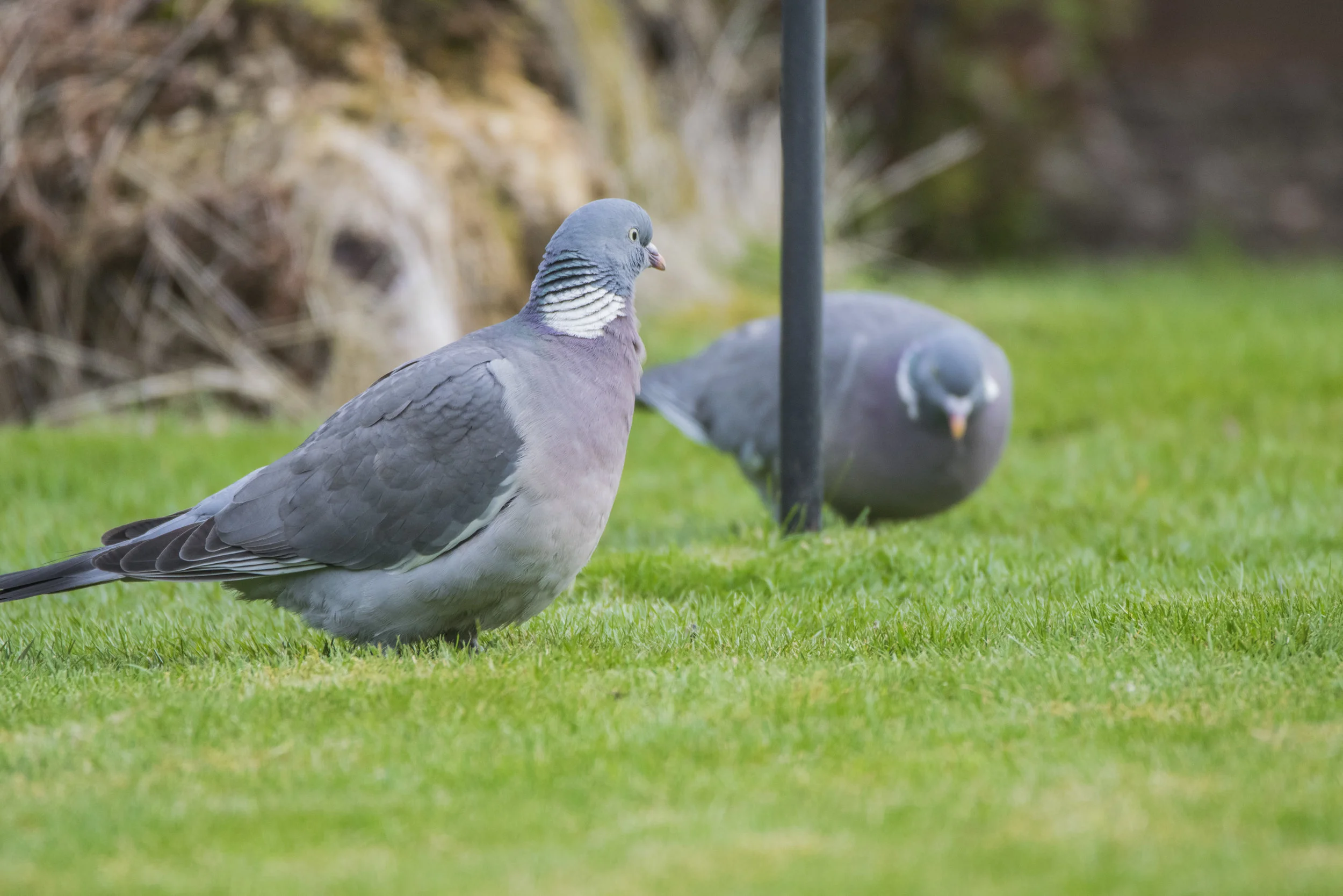 DSC_2684.jpg
