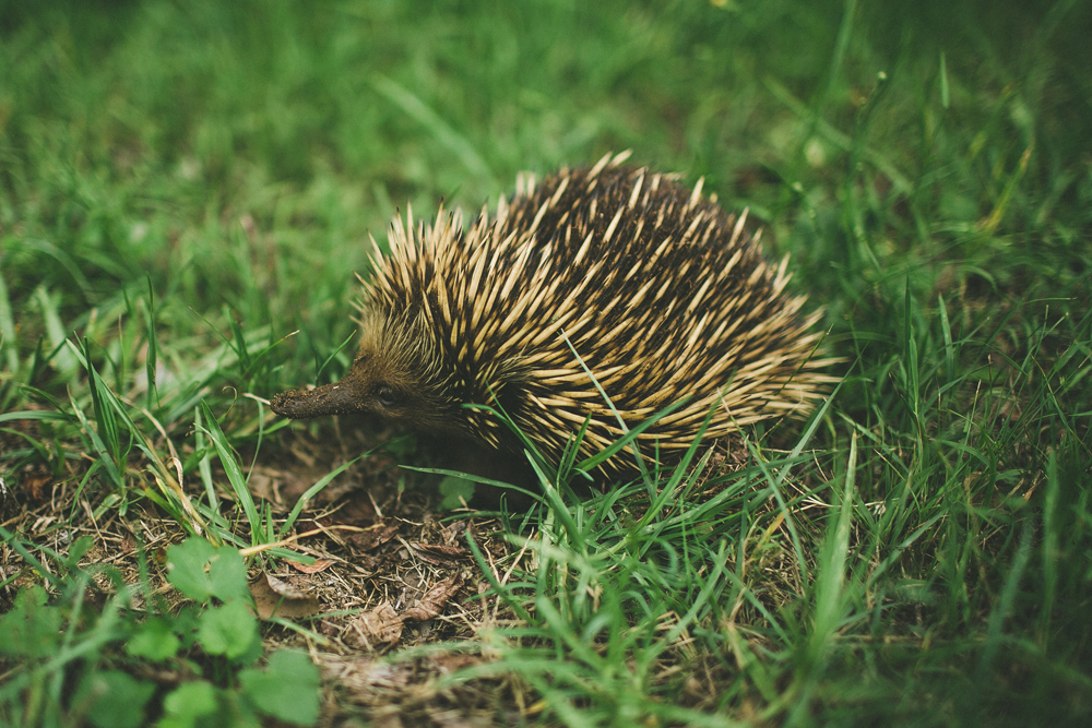  a wild echidna my mum spotted. it kept shyly digging it's face into the dirt and peeking up at us for a few seconds before scurrying away. 