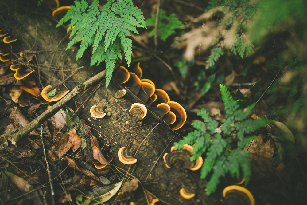  wild mushrooms with amazing colours. 