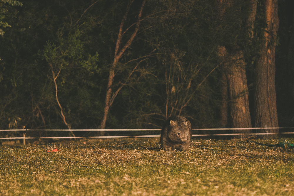  a wild wombat that came out to say hello during a wedding we were photographing.&nbsp; 