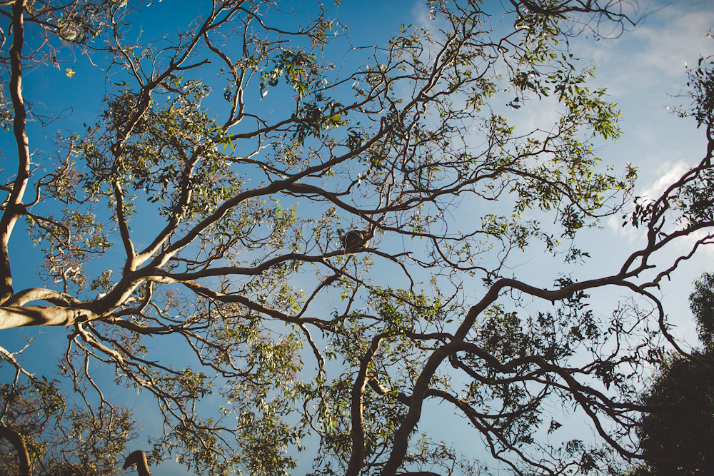  our first time seeing a wild koala. it's hard to see, but he's right in the middle of the photo, curled up and sleeping on a branch. 