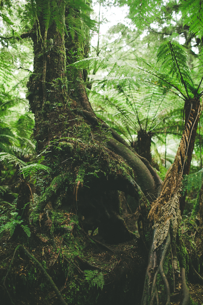   on the way we stopped in a rainforest where the towering trees were up to 300 years old.&nbsp;  