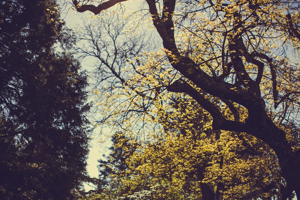 _X5A1210.jpg