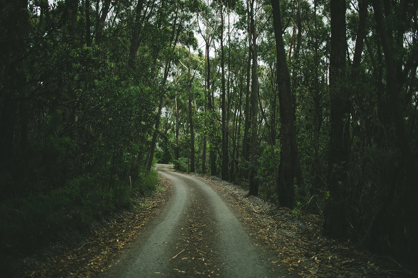 this week: rainforests