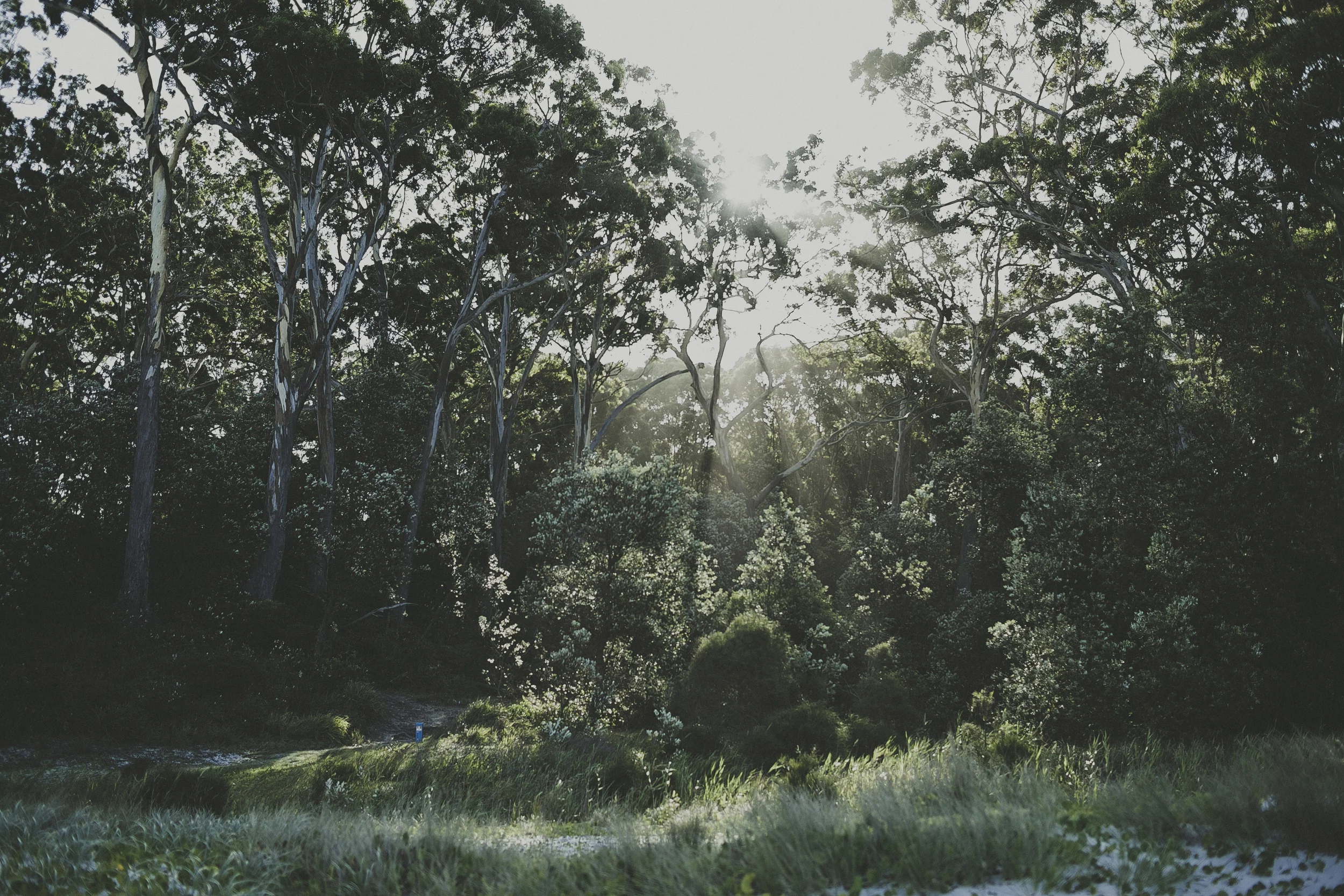 this week: white sands