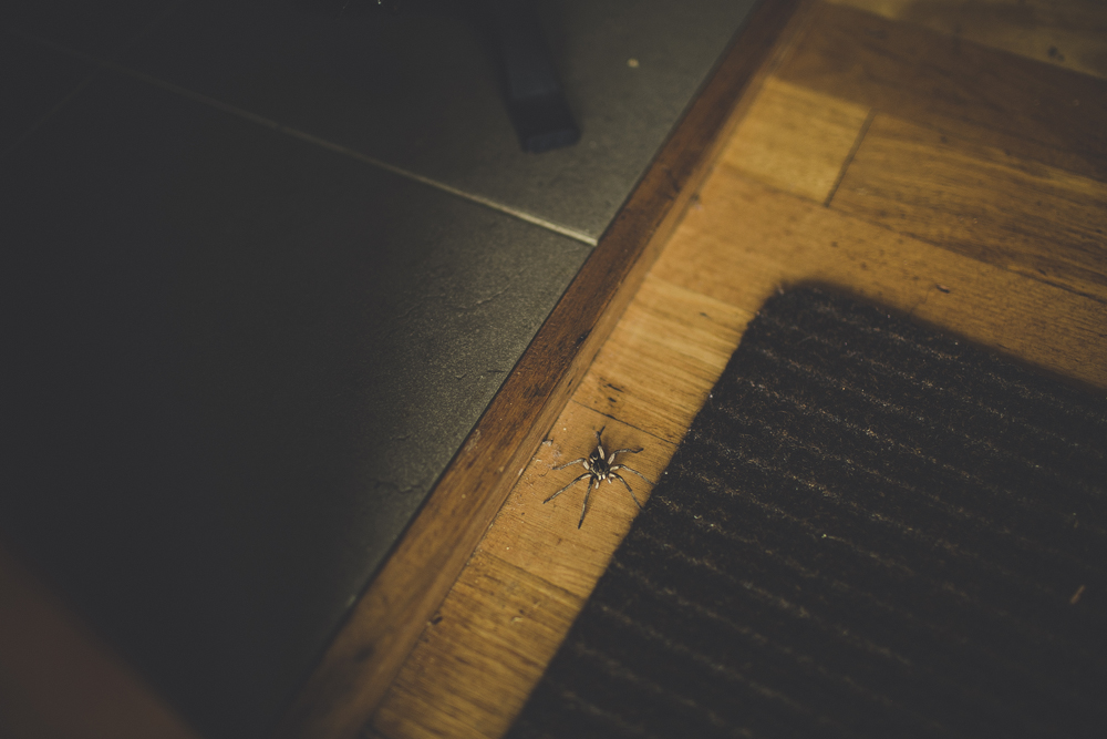 The house spider. 