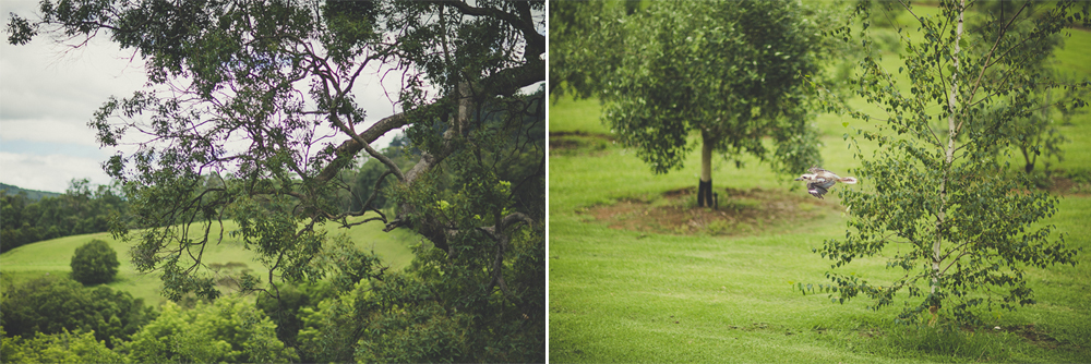  Watching the kookaburra's fly from tree to tree every morning and afternoon. 