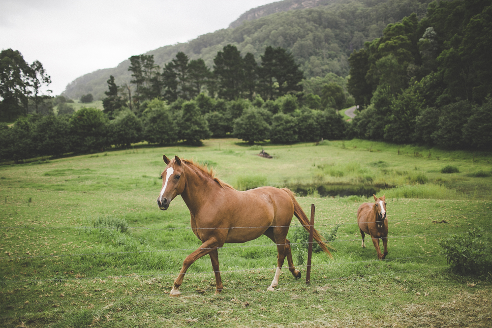 kangaroo-valley_072.jpg