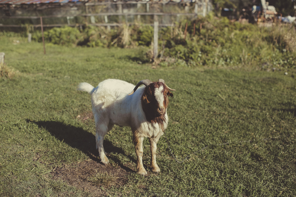  A friendly goat on set. 
