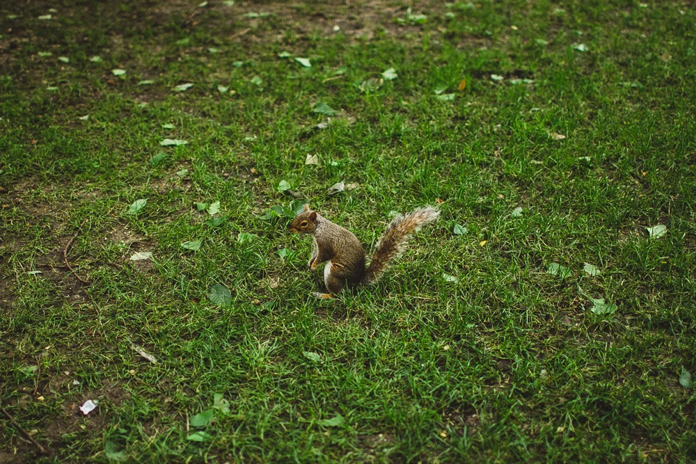  looking like a real tourist to stop and watch the squirells every time we spotted one. 