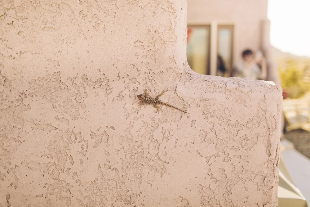  This was our little lizard friend, who we think was dopey from the heat but would always hang out with us when we were outdoors. 