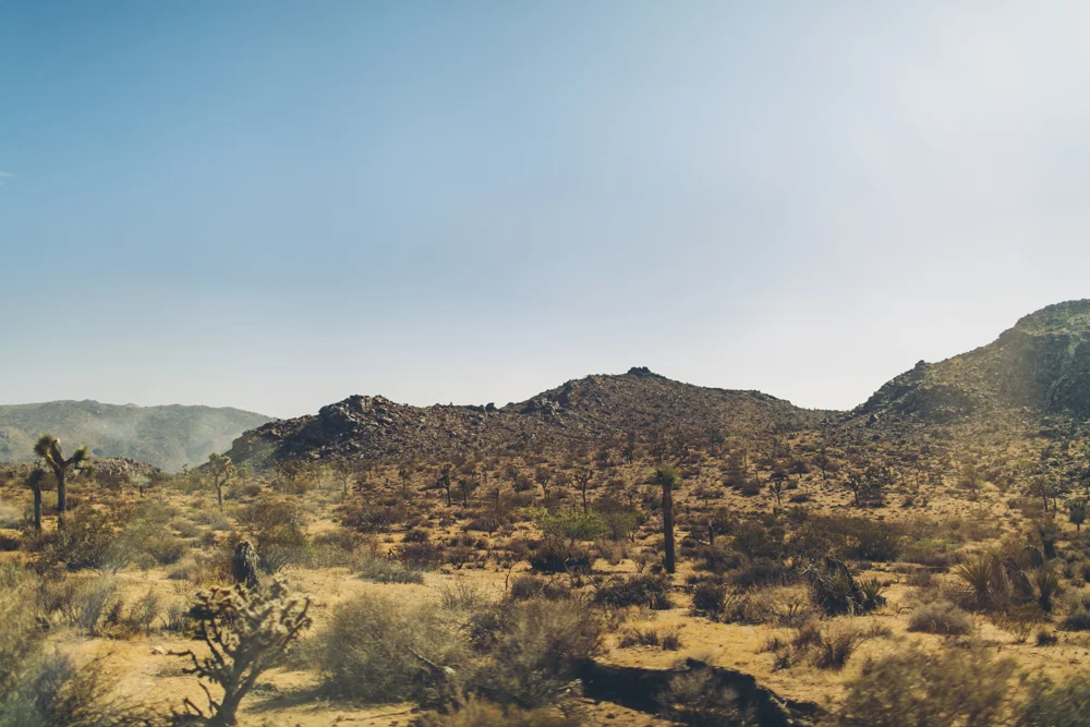 joshua-tree-julia-trotti_20.jpg