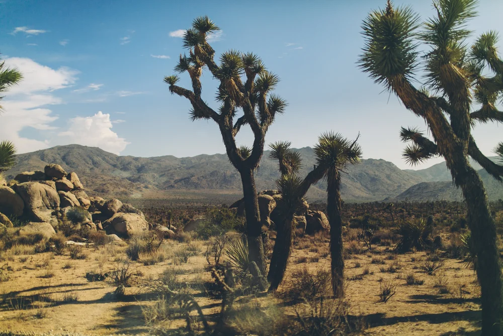 joshua-tree-julia-trotti_21.jpg